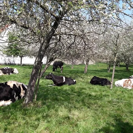 Tanti Baci! Maastricht