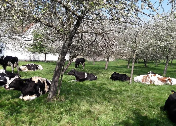 Tanti Baci! マーストリヒト